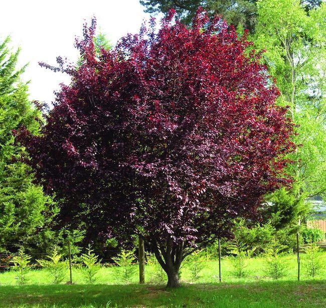 Prunus Cersifera Nigra la ghiveci