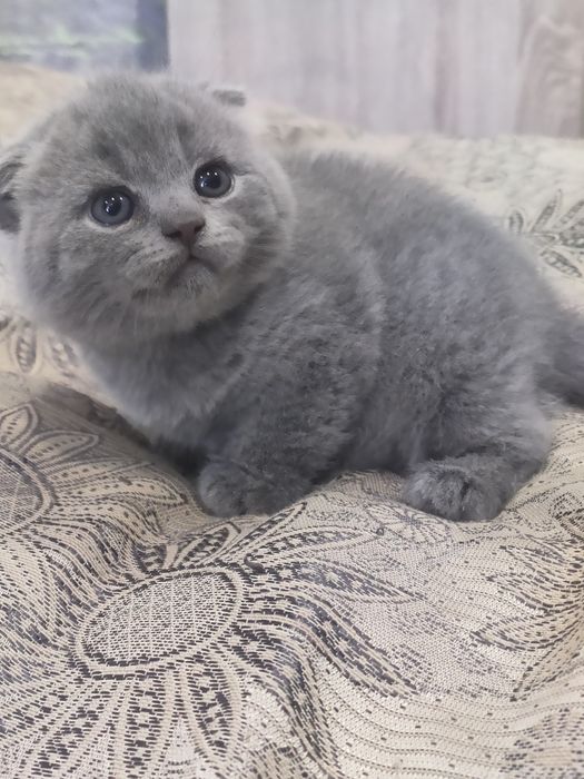 Продам шотландского мальчика (Скоттиш фолд)