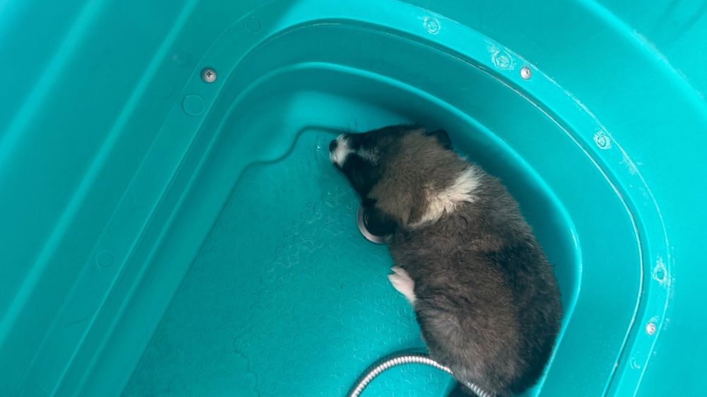 catel ,mascul,4 luni,deparazitat si vaccinat,microcipat,ajunge la maturitate cam la 8 kg
