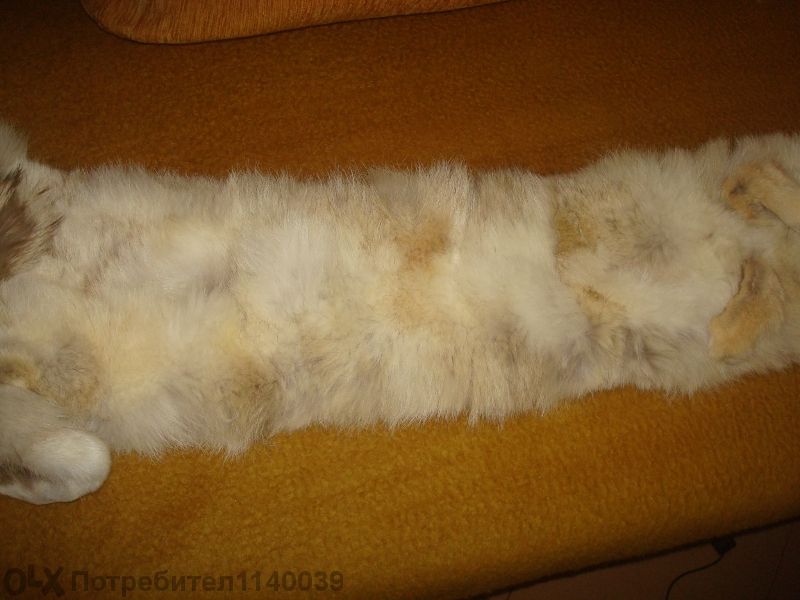 Яка от цяла лисица