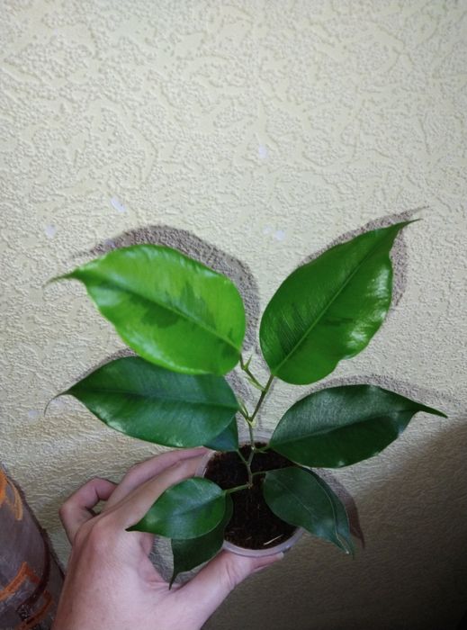 Комнатные растения продажа