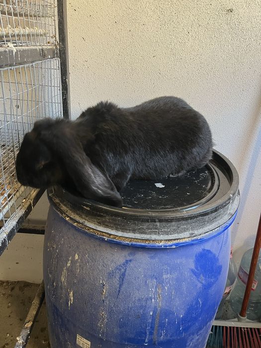 Iepuri berbec german