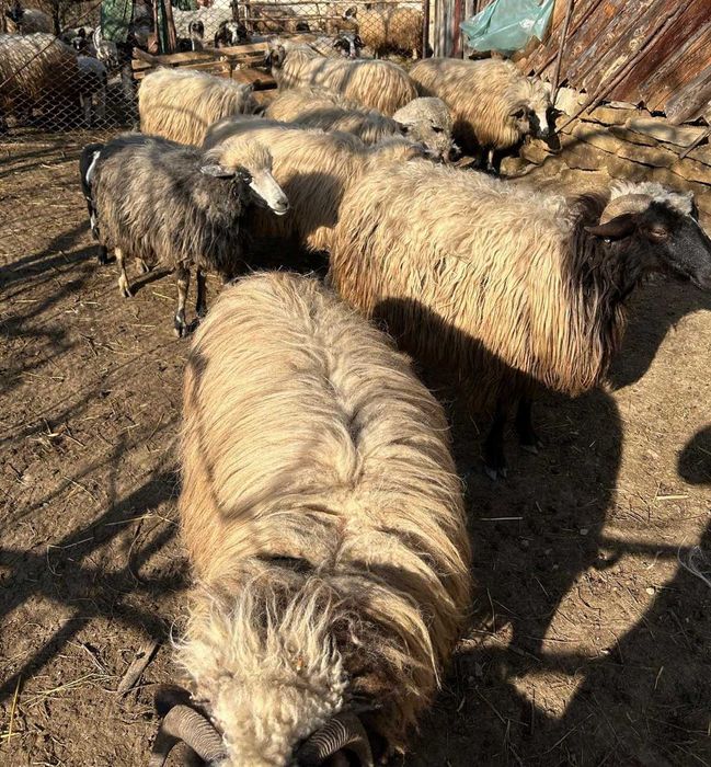 Oi cu miei de vânzare