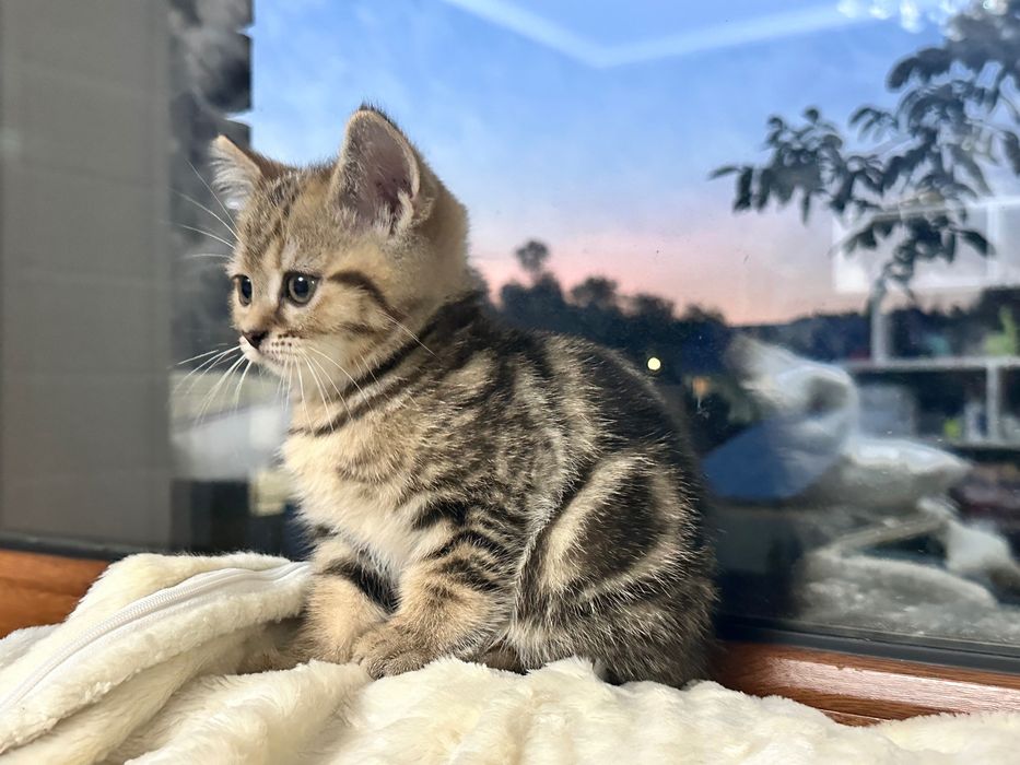 Шотландские котята мальчики