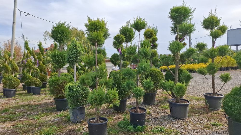 Pom pon ,spirale,etajate cu 3 bile