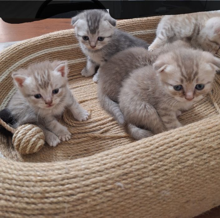 Продаем милых котят
