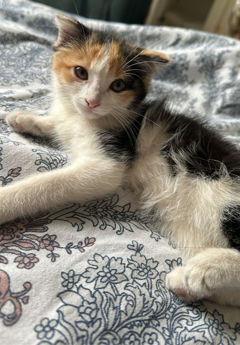 отдам котенка в добрые руки