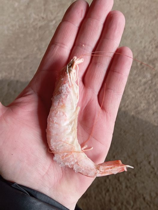 Королевские креветки.