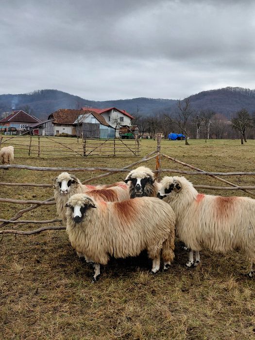 De venzare 5 oi oachese