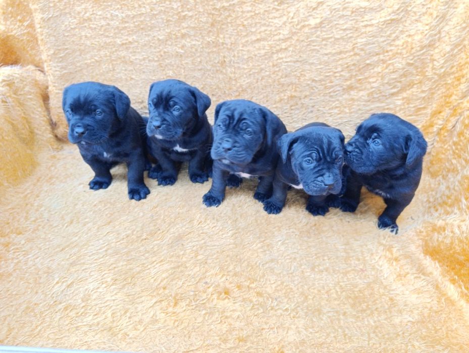 Кане Корсо с Паспорт !