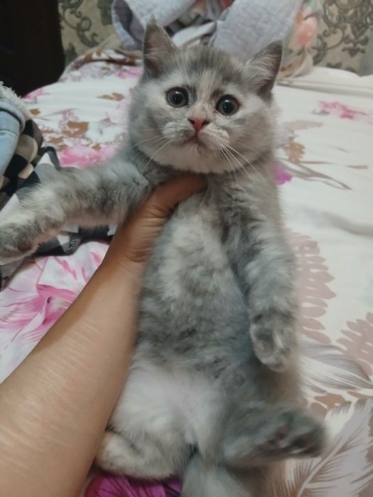 Чистокровная британская шиншилла