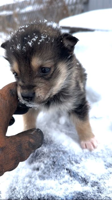 Отдам щенков в добрые руки! Мальчики