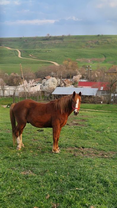 Vând cal foarte cuminte