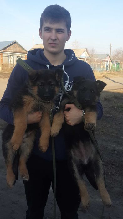 Вязка немец чепрачный