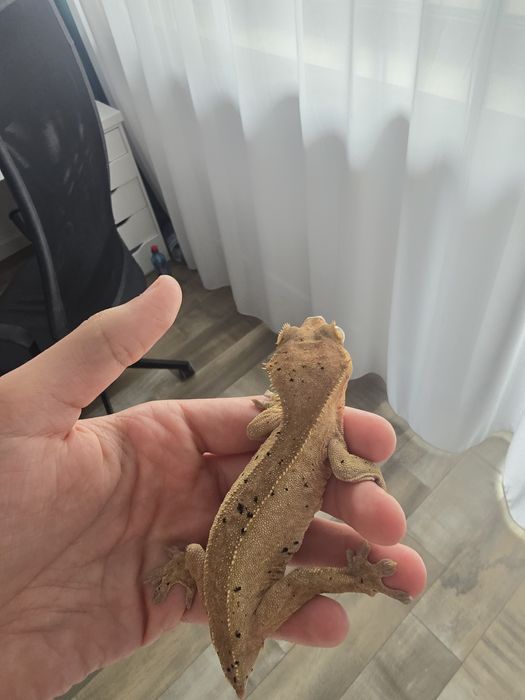 Piton Regal (Ball Python) si Crested Gecko