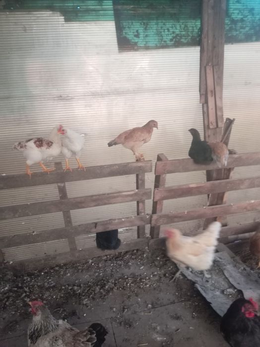 Продам куры домашние