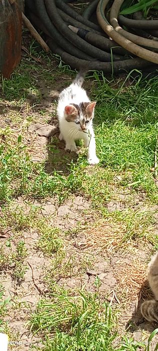 Подарявам малки котенца гр. София