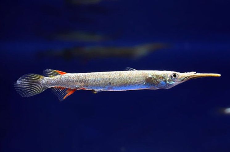 Аквариуные рыбки, оборудование оптом и в розницу