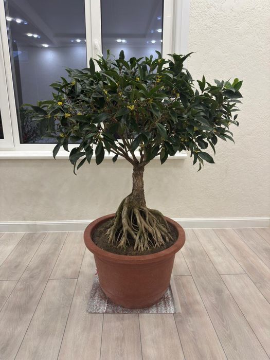 Душистый Османтус