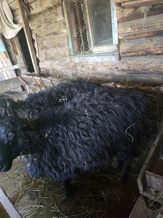 Продам  баран. Рядом с городам