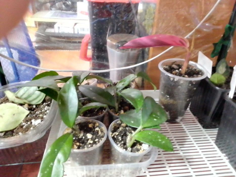 Комнатные растения