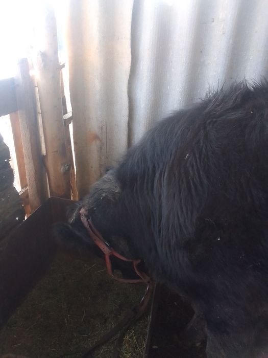 Сиыр сатылады. .