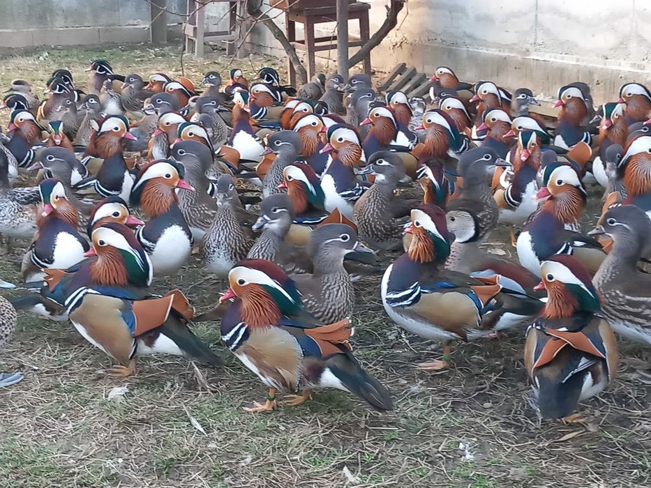 Rate Mandarin, Carolina, Micul Atlantic