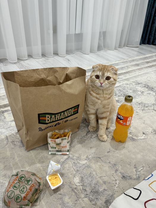 Кошка шотландская