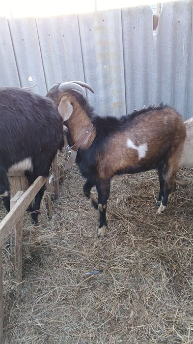 Продам козел теке