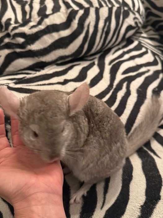 Чинчила на 5 месеца