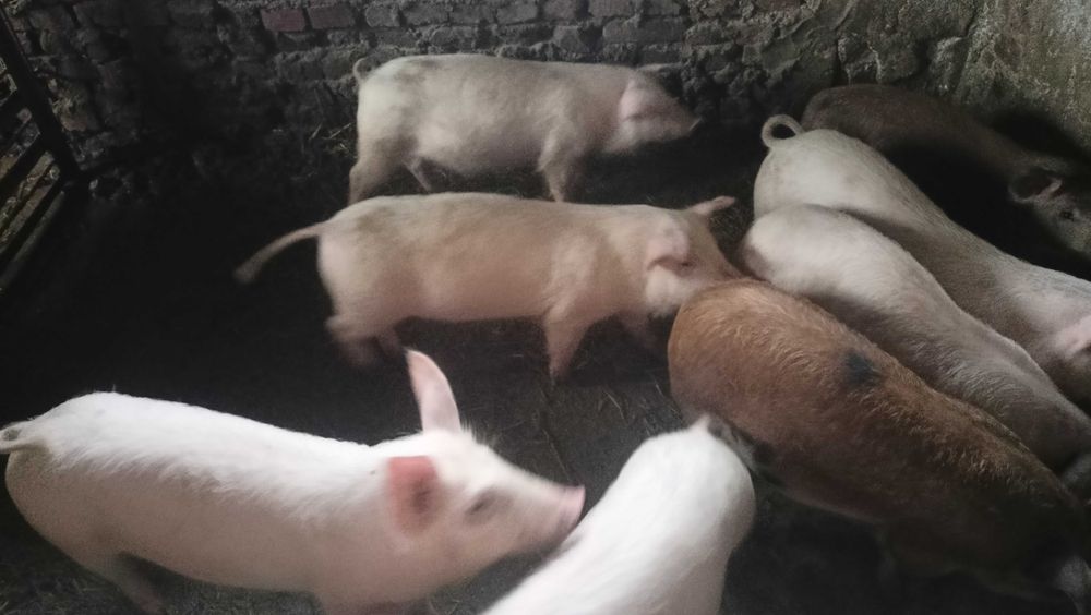 Продавам прасенца