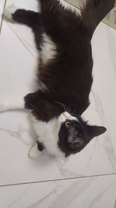 Кота  на Связку  кошка