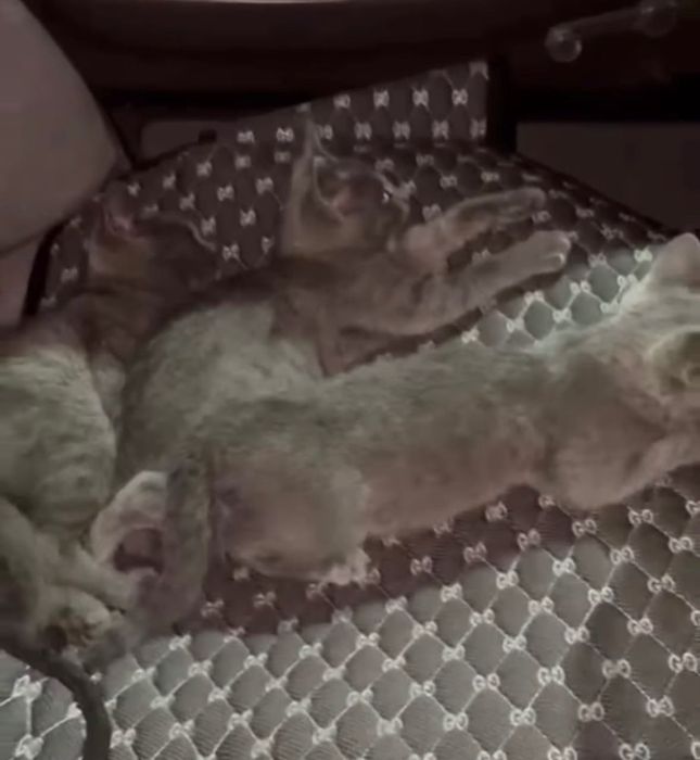 Отдам котенка в добрые руки