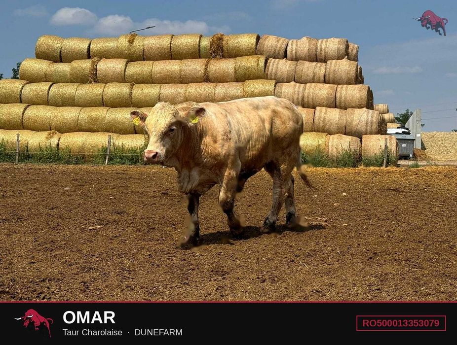 Tăuri Charolaise cu certificat genetic Franța – DUNEFARM