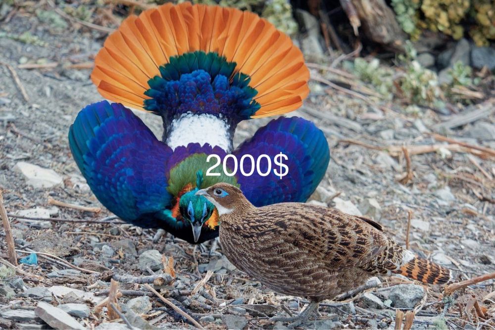 Гималайский монал, тухум сотилмиди