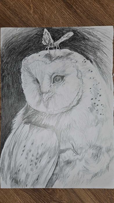 Desen original 50x70 cm în creion – Bufnița și fluturele