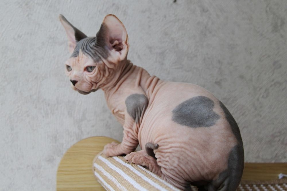 Котята сфинксы .