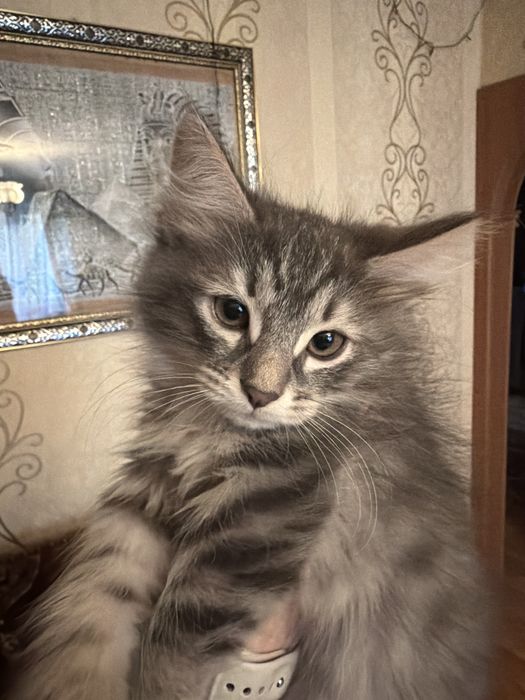 Отдам котиков в добрые руки