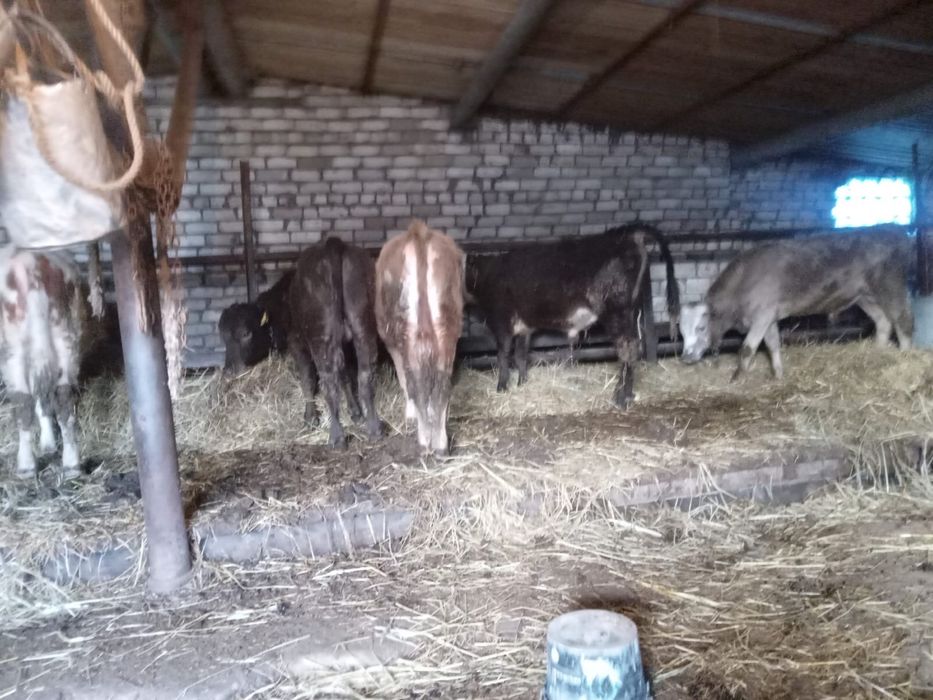 Продам Быков 8 голов