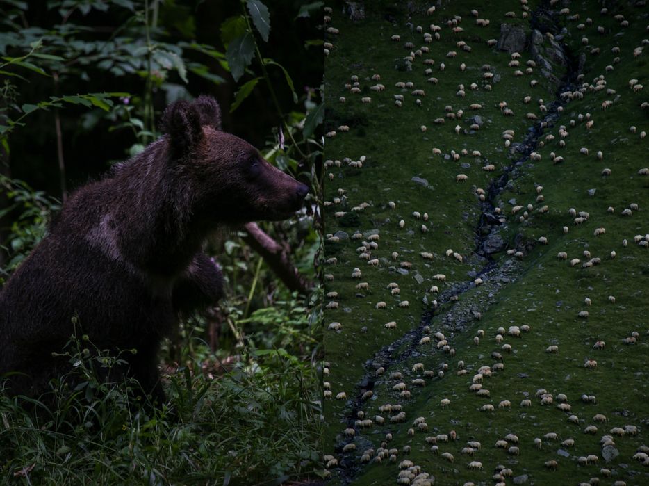 Фотограф на събития и лични фотосесии