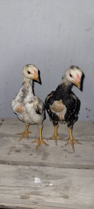 О Шамо немецкий линия