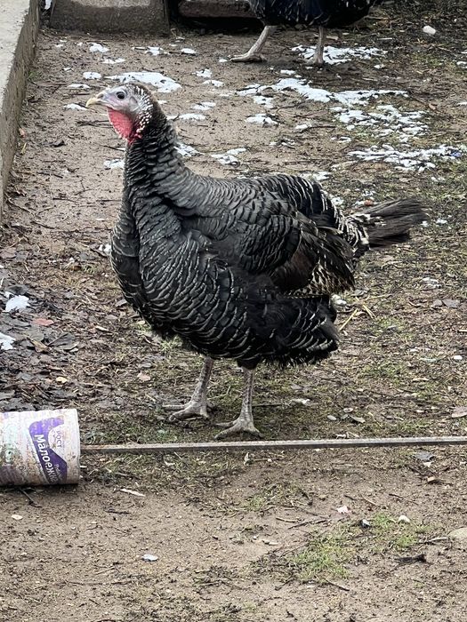 Индьюки 2          м