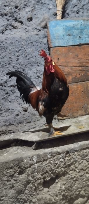 Продам карликовых курей