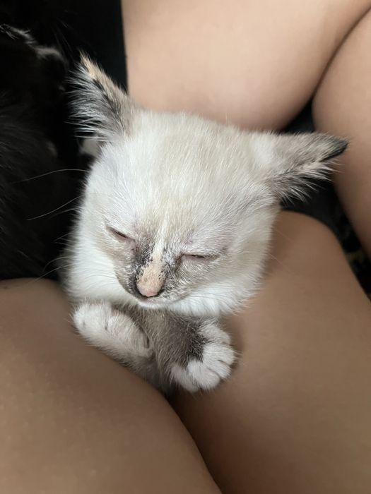 Прелестные котятки