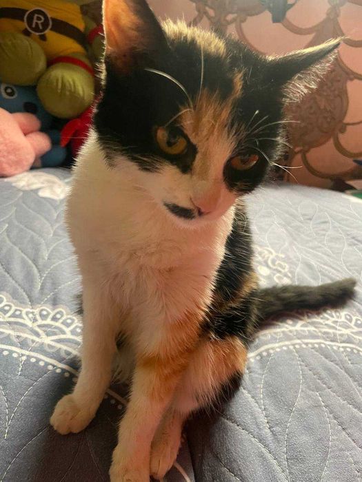 Mushukcha 5oylik zotdor pasporti bilan