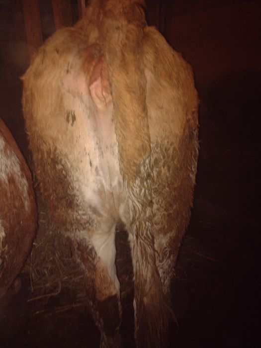 Vind junica gestantă