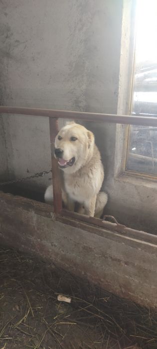 Продам кобеля алабай год ему очень добрый