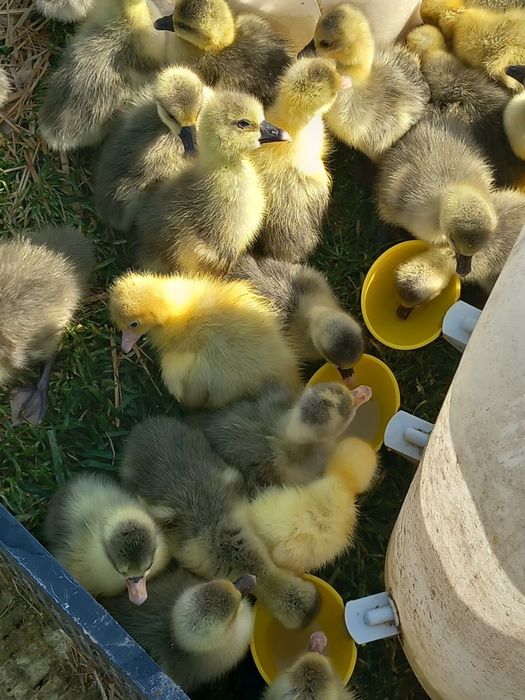 Vand boboci de rata gasca și pui de gaina