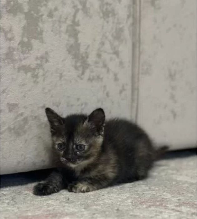 Девочки британские, ищут дом 1.5 мес