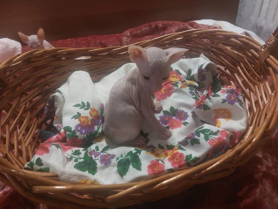 Бронь котят Донского сфинкса.